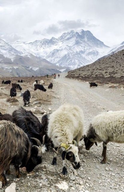 Cashmere goats in the mountain of Nepal