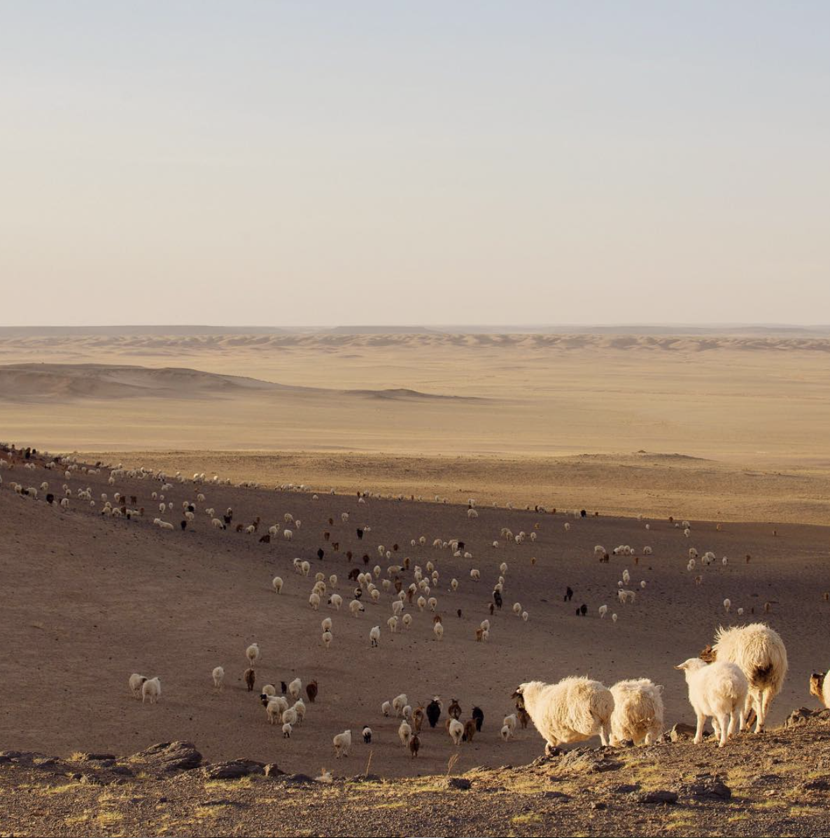 Cashmere geder fra Indre Mongoliet